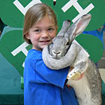 4-H member cuddles up to a grey rabbit.