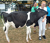 A 4-H'er with a cow at a dairy judging contest.