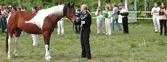 Horse judging.