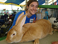 4-H member with one large rabbit.