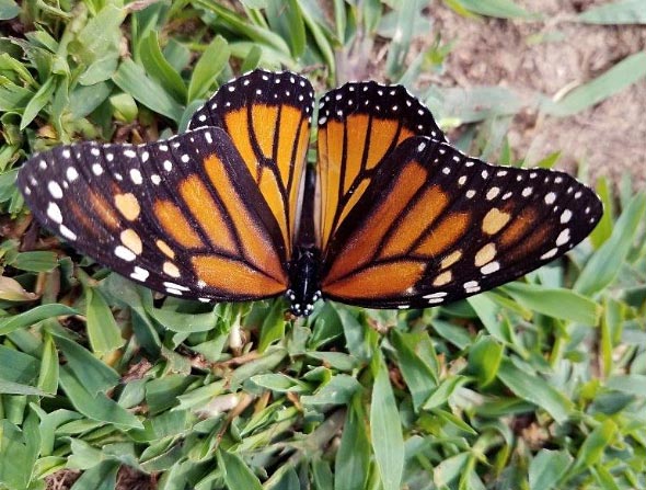 Photo of Monarch Butterfly.