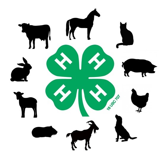 4-H clover surrounded by animal clipart.