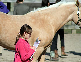 A 4-H'er with a clipboard next to a horse.