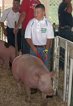 4-H'er showing a pig at a county fair.