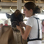 Photo: 4-her with cow.
