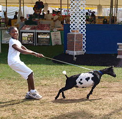 A 4-H'er showing a goat at a fair.