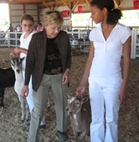Novice Dairy Goat Showmanship Class.