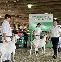 4-H members exhibit their goats during the selection of champion and reserve champion Senior Standard Dairy Goat at the State 4-H Goat Show.