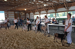 4-H members compete in a showmanship and fitting class during the State 4-H Goat Show.