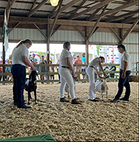 4-H members show their goats during the senior division of the showmanship and fitting contest of the State 4-H Goat Show.
